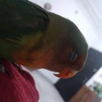 پرنده گم شده