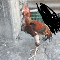 خروس لاری