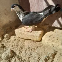 ریش افشون