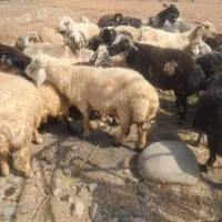 گوسفند فروشی