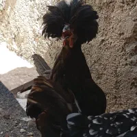 مرغ و خروس لهستانی‌ و غاز