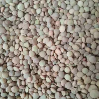 عدس‌|خوردنی و آشامیدنی|آمل, |دیوار
