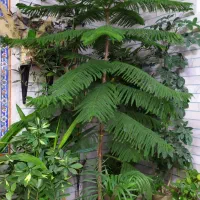 کاج مطبق (کپیناژ)
