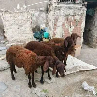 چهار عدد توخلی ماده قزل