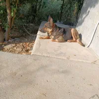 سگ ژرمن ماده