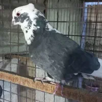 سهره|پرنده|شهر ری, شهادت|دیوار