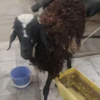 بره نر