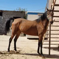 فروش اسب