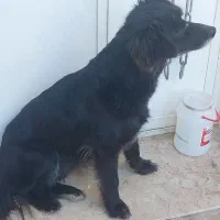 سگ نگهبان زرنگ