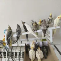 عروس هلندی دستی و رام کینگ سایز