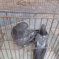 کبوتر