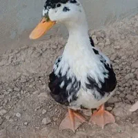 3عدد اردک
