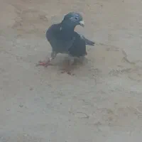 کبوتر
