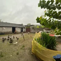 درخت موز|فروش زمین و ملک کلنگی|کوچصفهان, |دیوار