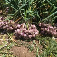 فروش سیر با بوته در سر زمین