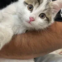 واگذاری بچه گربه سه ماهه