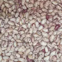 لوبیا چیتی آرژانتین