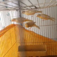 پرنده|پرنده|سامان, |دیوار