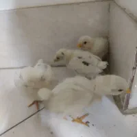 جوجه خانگی