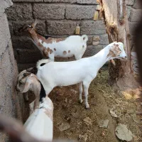 کهره نریی چاق در بندرلنگه