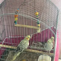 عروس هلندی