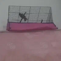 قناری