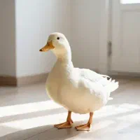 اردک