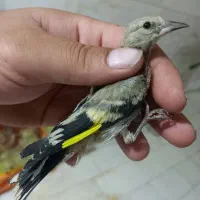 یک عدد جوجه سهره نر سبیل سیاه شاه جوجه.