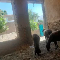 میش بره