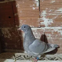 جوجه مسافتی