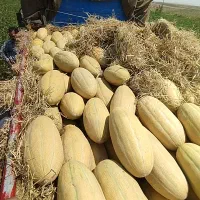 خربزه خاتونی شیرین .خوش رنگ