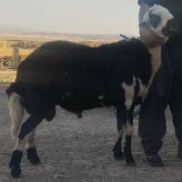 شیشک قوچ