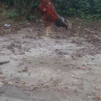 خروس لاری  ۱۵ ماهه