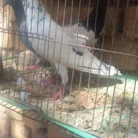 کبوتر پروندنی سه تا 900مقطوع