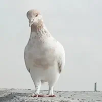 لطفاً آگهی رو بخونید