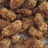 توت|خوردنی و آشامیدنی|سبزوار, ولیعصر (نجار آباد)|دیوار