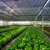 ارائه فاکتور رسمی جهت بانک برای گلخانه مرغداری