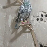 کبوتر بوم