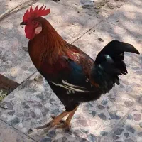 2 عدد دیچ به فروش میرسد