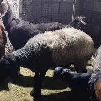 دوعدد بره تقلی قیمت جفتش ۶۵