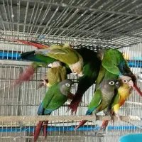 گرینچیک جوجه ۵ تا ۱۰ ماهه