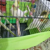عروس هلندی