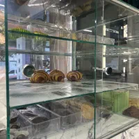 شوکیک شیشه ای