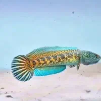 ماهی چانا بلو و استوارتی