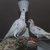 کفتر