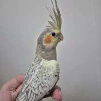 جوجه عروس هلندی / گلباقالی ، سینامون