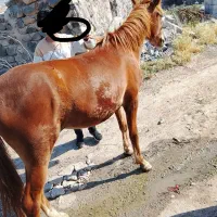 370000000|اسب و تجهیزات اسب‌سواری|کندوان, |دیوار