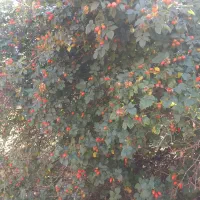 میوه نسترن