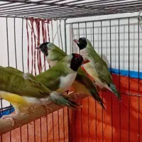 فنچ گلدین ،فروش،معاوضه