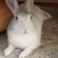 خرگوش